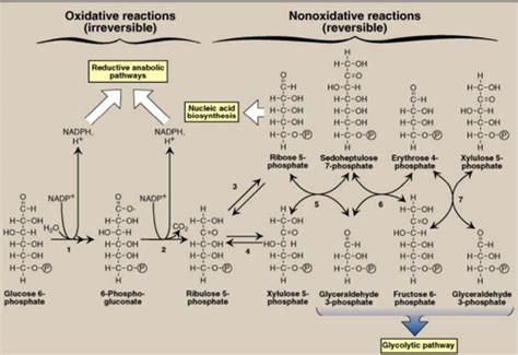 Pentose Phosphate Pathway (BioChem Test 4) Flashcards | Quizlet