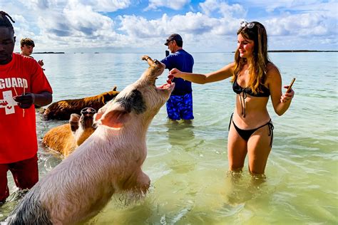 Should You Swim With the Pigs in the Bahamas?