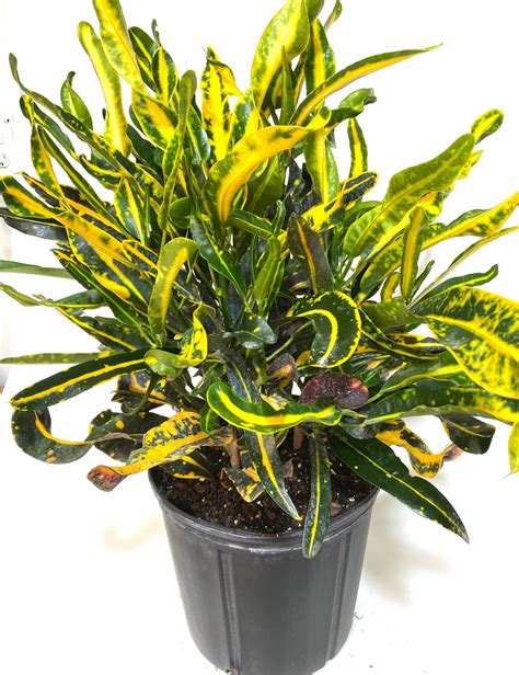 Croton Mammy Yellow, Mammey Live Tropical Plant Indoor or Outdoor – Eureka Farms