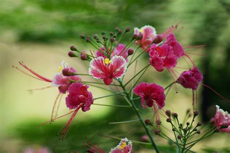 South Goa, Flowers Free Stock Photo - Public Domain Pictures