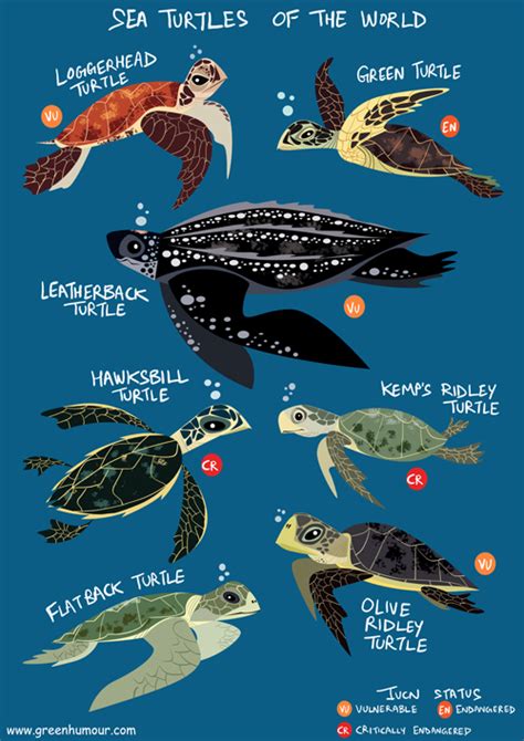 Green Humour: Sea Turtles of the World