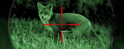 5 Best Night Vision Scopes for Coyote Hunting in 2023