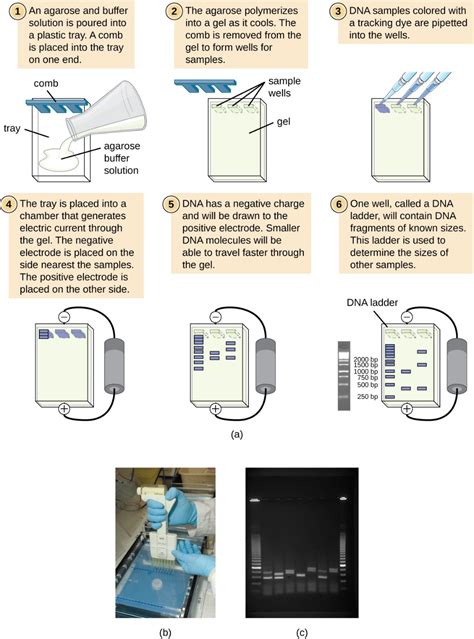 Visualizing and Characterizing DNA, RNA, and Protein | Microbiology | Microbiology, Microbiology ...