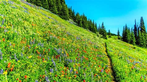 Hiking through the Meadows Covered in Wildflowers in the High Alpine ...