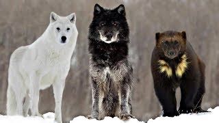 These Are 10 Alaskan Wilderness Animals - LostTreasures.US