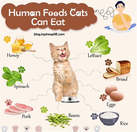 What Foods Can Cats Eat Other Than Cat Food Clearance ...