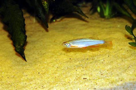 Pearl Danio Care (Danio albolineatus) - Aquarium API