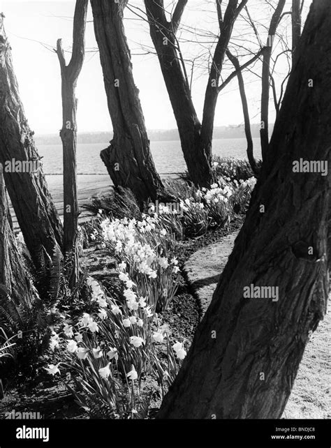 Daffodils and Locust Trees Stock Photo - Alamy