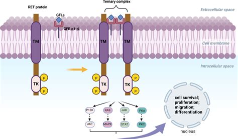 Frontiers | Targeted therapy of RET fusion-positive non-small cell lung ...