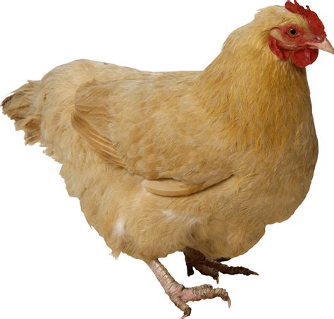 Chicken PNG image
