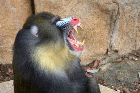 8 Images Mandrill Facts For Kids And View - Alqu Blog