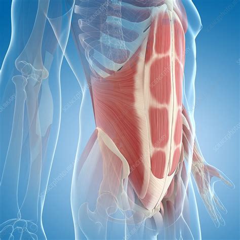 Abdominal muscles, artwork - Stock Image - F005/5461 - Science Photo Library