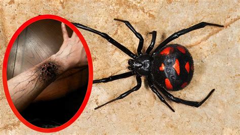 Top 10 MOST VENOMOUS SPIDERS In The World - YouTube