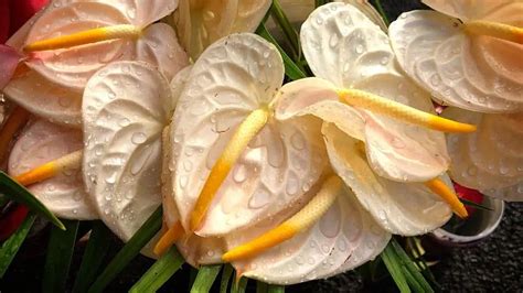 Anthurium Meaning And Symbolism — The Anthurium Flower