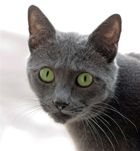 Premium Photo | Russian blue cat