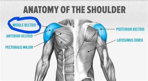 How to grow your shoulders (side delt edition) — Za Mrvicu Bolji