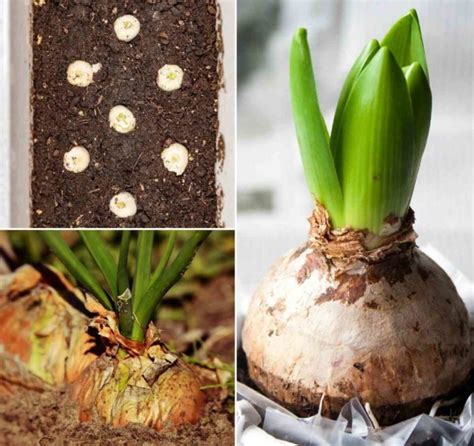 Onion Seed Germination, Time, Temperature, Process | Gardening Tips