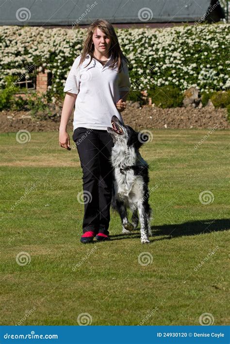 Dog training stock photo. Image of grass, paws, heal - 24930120