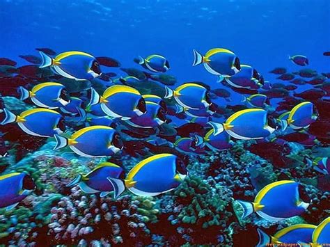 Shoal Fish School, school of fish HD wallpaper | Pxfuel