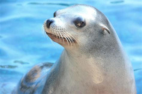 Seals and sea lions - Mr Maher's animal website