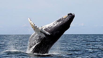 Whale watching - Wikipedia