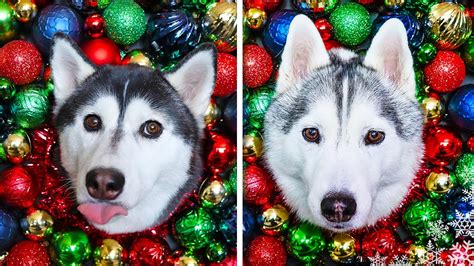 Christmas Photoshoot with Dogs 🎄 DIY Dog Crafts - YouTube