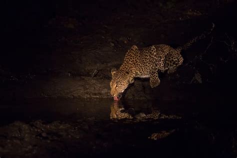 Why Are Leopards Nocturnal? Africa’s Most Elusive Cat – African Wildlife Report