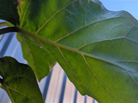 Tamarillo plant issues | Bunnings Workshop community