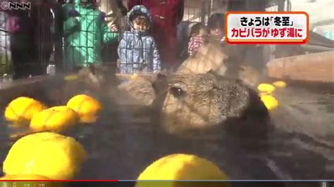 Capybaras In Japan Love The Winter Solstice | Japankyo - Interesting ...