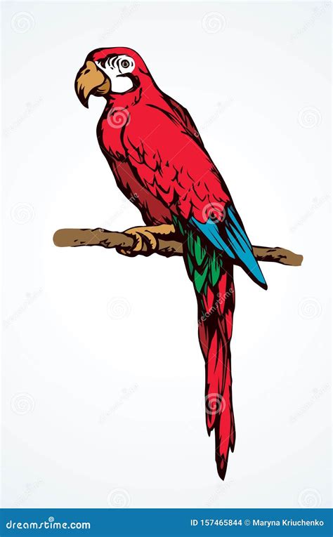 Parrot Bird Icon. Vector Drawing Stock Vector - Illustration of jungle ...