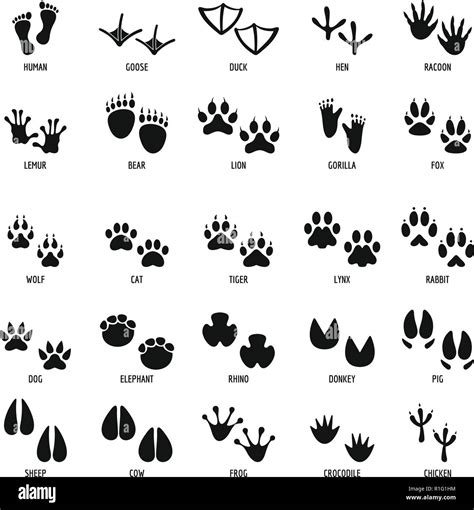 Animal footprint icons set. Simple illustration of 25 animal footprint vector icons for web ...