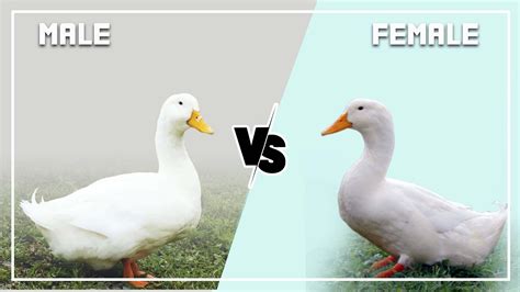 Pekin Duck Male vs Female: What Are The Differences? (Identify)