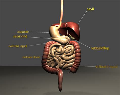 digestive system 3D Model - AssetsDeals.pro