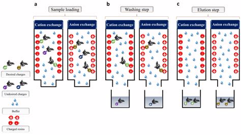 Schematic illustration of ion-exchange chromatography. The... | Download Scientific Diagram