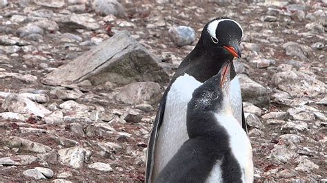 Gentoo penguin feeding chick (Antarctica) - YouTube