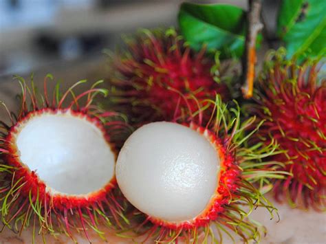 Rambutan/Pulasan – Malaysia Online Plant Nursery