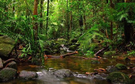 Rainforest Backgrounds (60+ images)