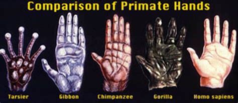 PRIMATE HANDS - Finger length linked with social behavior! | Primates, Human evolution, Social ...