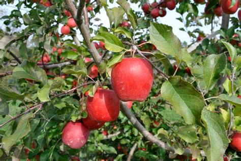 What Does A Baby Apple Tree Look Like - Infoupdate.org