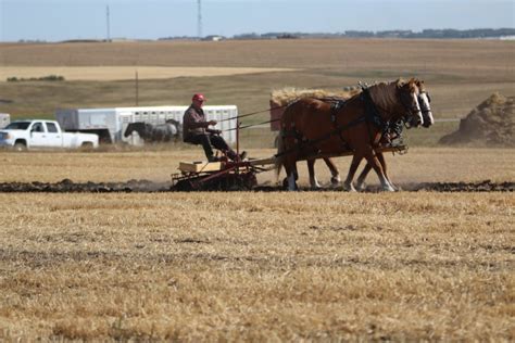 GALLERY: Art of the Harvest event ushers in fall in Airdrie, Rocky View ...