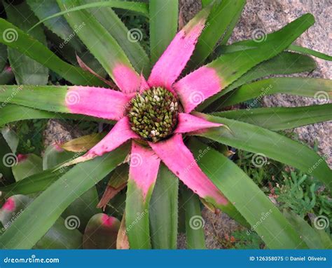 Bromelia Flowers Fixed on Floor Stock Image - Image of color, flowers: 126358075