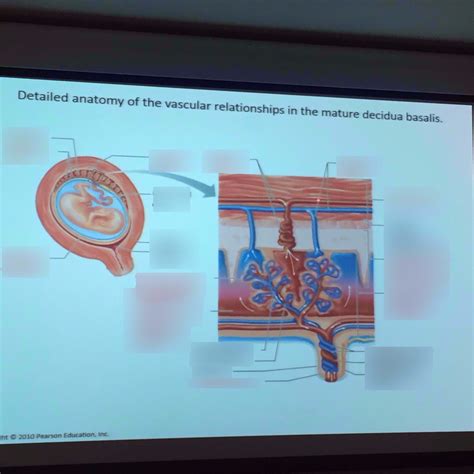 Vasculature in Mature Decidua Basalis Diagram | Quizlet