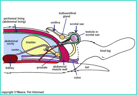 Male Dog Neutering - all you need to know.