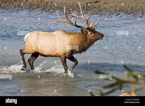 A Bull Elk display bugling during the annual fall rut Stock Photo - Alamy