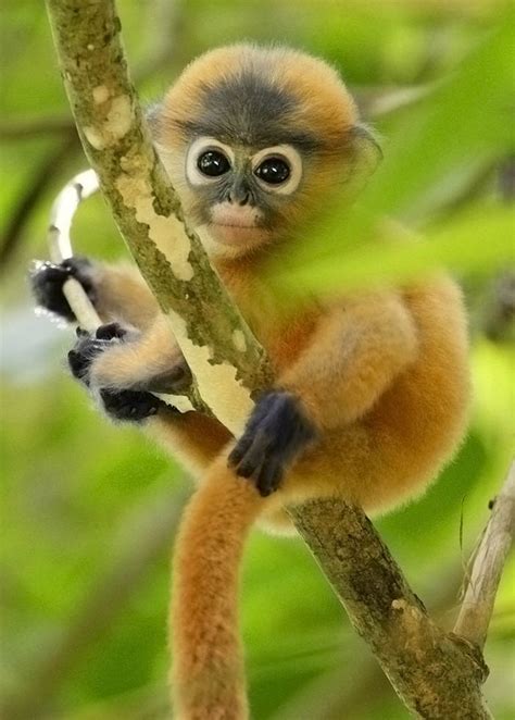 Hello! Dusky Leaf Monkey colobine monkeys have somewhat lower basal metabolic rates than ...