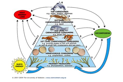 Energy and Food Webs | Ocean Tracks