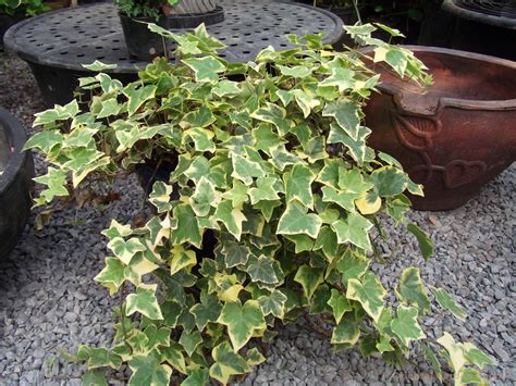 Hedera helix 'Variegated' - Oriental Garden Supply