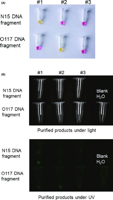 The products of RT-LAMP can be read by both colour change and... | Download Scientific Diagram