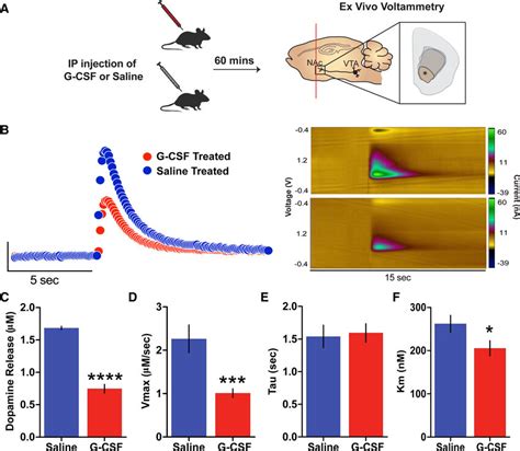 Acute G-CSF injection attenuates presynaptic dopamine release in the... | Download Scientific ...