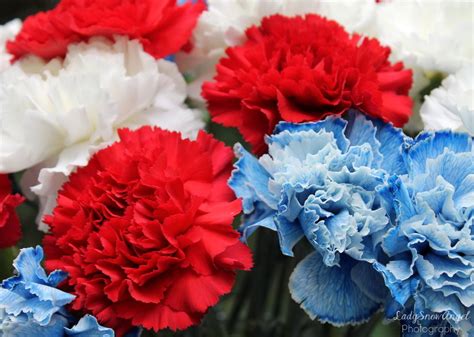 Red White & Blue Carnations (photography by @ladysnowangel) Blue ...